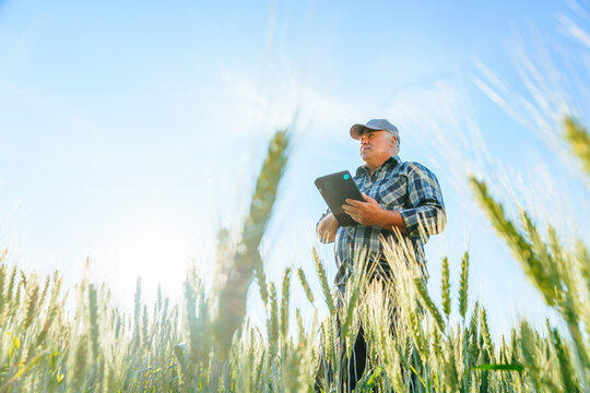 Side view of serious elderly male farmer scrolling tablet while standing in wheat field with green plants during work in countryside. Mature worker browsing tablet in field