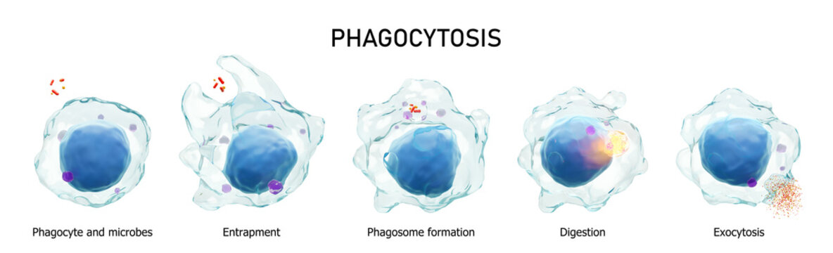 Phagocytosis . Step by step process of macrophage is swallowing and killing microbes . Isolated white background . Medical immunity concept . 3D rendering .