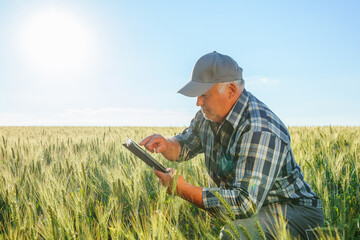 Side view of elderly male worker surfing internet on tablet while sitting in field with wheat field...
