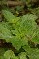 The leaves of the nettle-netting tribe (genus) or Urticaceae are green. natural backgrounds. leaf background