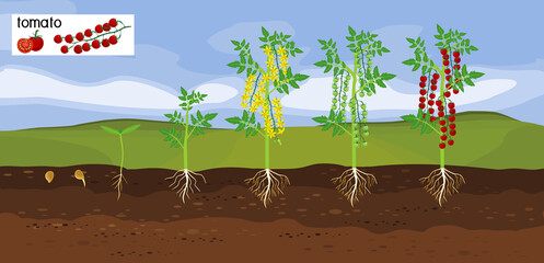 Landscape with Life cycle of tomato plant. Growth stages from seeding to flowering and fruiting plant with ripe red cherry tomatoes and root system below ground level