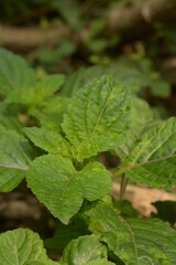 The leaves of the nettle-netting tribe (genus) or Urticaceae are green. natural backgrounds. leaf background