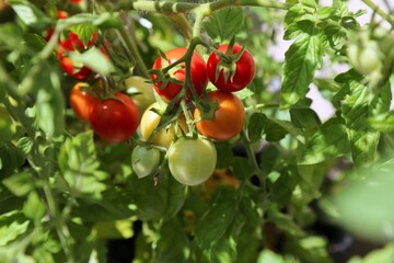 Balcony red cherry tomatoes