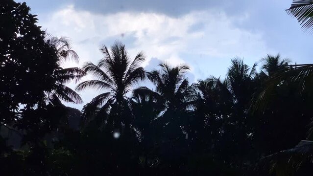Tropical rain in front of the silhouette of palm trees and blue sky. Large raindrops. Summer light rain on the island of Bali, in Indonesia