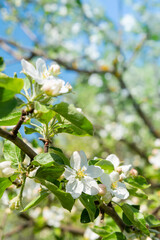 A sprig of a blooming apple tree.