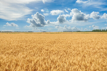 Ripe wheat field nature scenery in summer field. Agricultural scene.  - obrazy, fototapety, plakaty