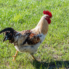Brown, black and white rooster outdoors