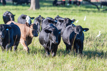 Bulls in knee-high pasture