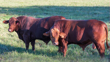 Two mature Salers bulls