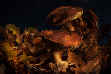 Mushrooms in the dark forest. Mushrooms Boletus in autumn foliage on a dark background. Shallow depth of field
