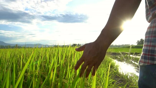 Hand of man farmer touching on rice field at evening time. Slow Motion Shooting