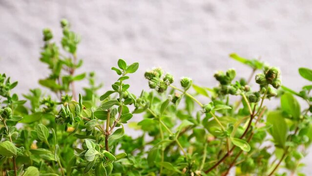Majoram, fresh green herb in a closeup

