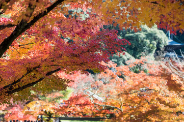 京都南禅寺から紅葉の永観堂