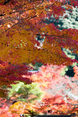 京都南禅寺から紅葉の永観堂