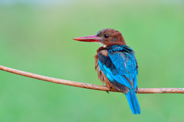 white-throated kingfisher (Halcyon smyrnensis) lonely perching on tree branch expose over fine and...