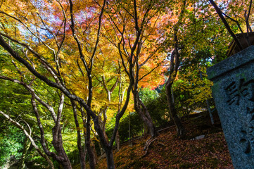 Obraz premium 京都南禅寺から紅葉の永観堂