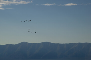 Naklejka premium Silhouettes of birds in the sky against the backdrop of mountains. A small flock of cormorants flies in the sky over the mountains.