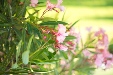 Beautiful pink oleander flowers on blur green leaves background