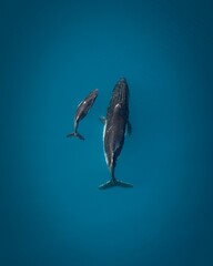 Aerial top view of a whale with its baby in deep blue seawater