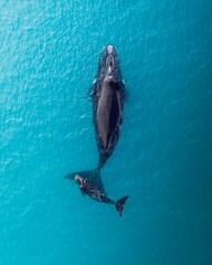 Top view shot of a Humpback whale in the ocean © Dylan Dehaas/Wirestock Creators