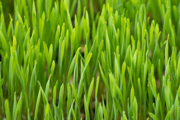 Fototapeta na wymiar Close up fresh green wheat grass with drops dew, green background