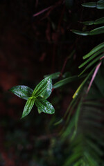 Dark green background of shiny leaves under the rain                               