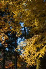 南禅寺から紅葉の永観堂