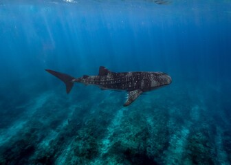 Beautiful shot of a whale shark © Dylan Dehaas/Wirestock Creators