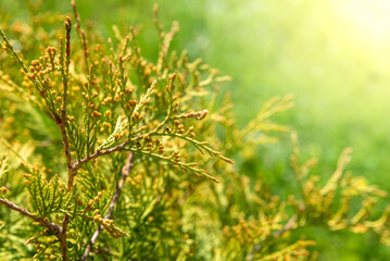 Twigs of a thuja bush illuminated by sunlight.