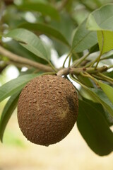 young sapodilla fruit on the tree