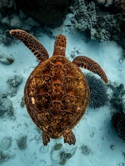 Vertical top view of a brown patterned sea turtle swimming underwater near the seabed