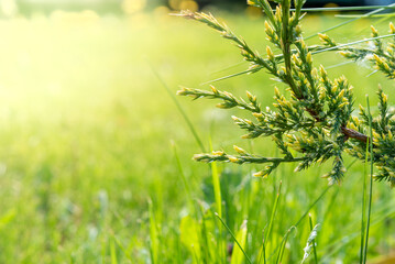 Juniper twigs consecrated by sunlight.