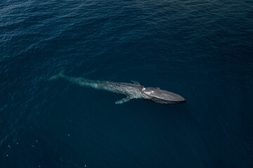 Aerial drone shot of a big blue whale (Balaenoptera musculu) swimming in the blue water © Dylan Dehaas/Wirestock Creators