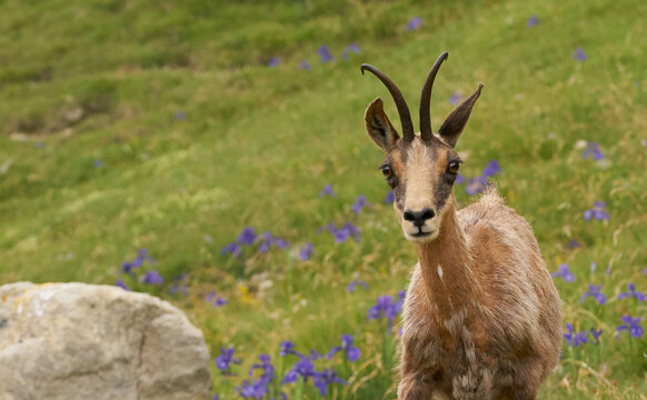 The Pyrenean chamois (Rupicapra pyrenaica) is a goat-antelope that lives in the Pyrenees