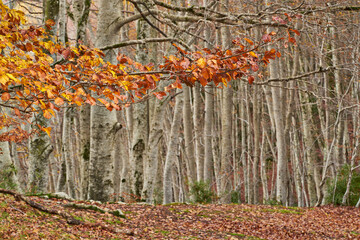 Details of autumn colors in Pyrenees forest