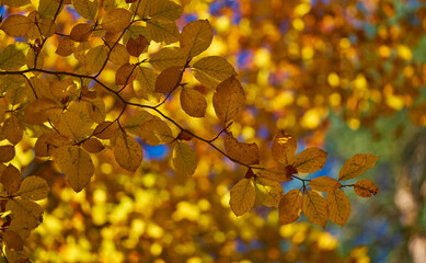 Details of autumn colors in Pyrenees forest
