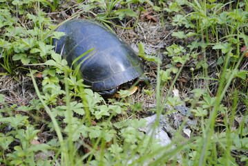 A red-eared slider turtle. Also known as the red-eared terrapin turtle. Latin name Trachemys scripta elegans.