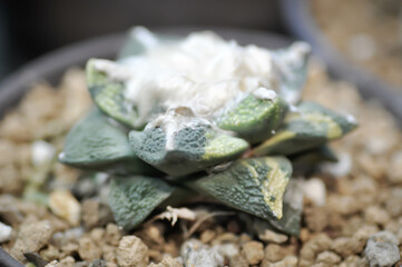 ariocarpus fissuratus or Agave ,succulent or cactus plant or Agave americana var or Haworthia or Haworthia akanko