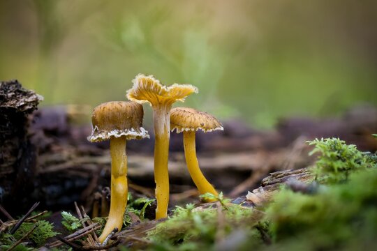 Closeup shot of Craterellus tubaeformis in a forest during the day