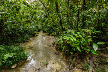 Fototapeta na wymiar bosque tropical cerca de La Parroquia (Lancetillo),El Quiche, Sierra de los Cuchumatanes,Guatemala, Central America