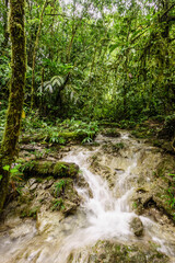 Obraz premium bosque tropical cerca de La Parroquia (Lancetillo),El Quiche, Sierra de los Cuchumatanes,Guatemala, Central America