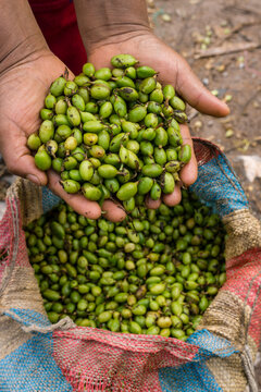 recolectotes de cardamomo,La Ta&ntilde;a, zona Reyna, departamento de Uspantan,Guatemala, Central America