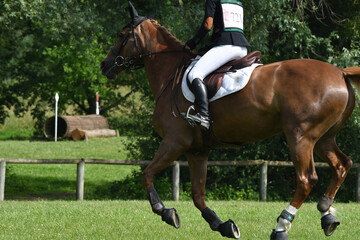 cheval et son cavalier dans un concours hippique