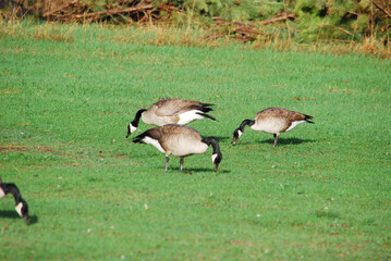 Grazing Canada geese 