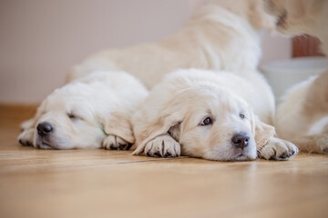 Golden retriever puppy newborn