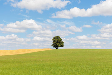 Cumulus cloud in blue sky over green meadow where lonely tree stands