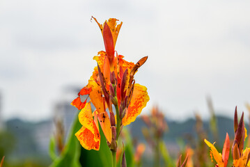 Lush blooming canna flowers in the garden