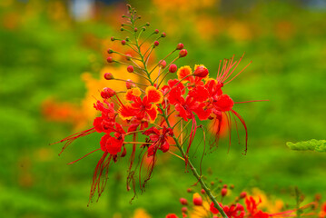Beautiful lush phoenix flowers in the garden