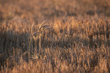 golden wheat field at sunset