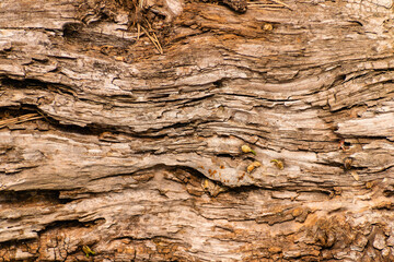 Old weathered wooden pattern creative texture of old bark.